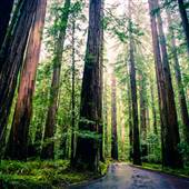 Humboldt Redwoods State Park (SP)