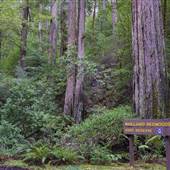 Mailliard Redwoods State Natural Reserve (SNR)