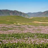 Panoche Hills - BLM