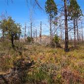 Bonny Doon Ecological Reserve
