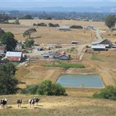 Maffia Dairy Ranch