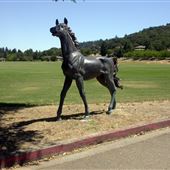 Wine Country Polo Club / Santa Rosa Polo Club