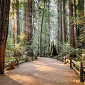 Henry Cowell Redwoods State Park (SP)
