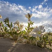 Ocotillo Wells State Vehicular Recreation Area (SVRA)