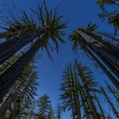 Big Basin Redwoods State Park (SP)