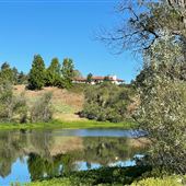 Saccomanno Vineyard