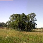 Olivet Grange Vineyard