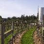 Goldeneye Winery, Vineyard & Landscaped Garderns