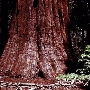 Giant Sequoia National Monument