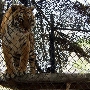 Shambala