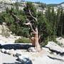 Olmsted Point