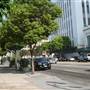 Wilshire Blvd. & Commonwealth Ave.