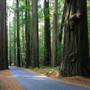 Humboldt Redwoods State Park (SP)
