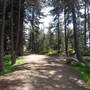 Griffith Park Redwoods - Cedar Grove