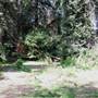 Griffith Park Redwoods - Cedar Grove