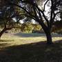 Ventura Farms