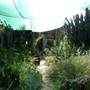 California Nursery Specialties - Cactus Ranch