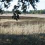 Colusa National Wildlife Refuge