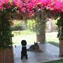 Paradise Ranch Pet Resort