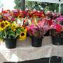 Auburn Farmers Market