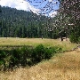 Johnson's Meadow