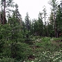Burton Creek State Park (SP)