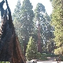 Balch Park - Tulare County Parks & Recreation