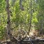 Aspens Near Highway 267 US Forest Service