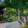 Japanese Tea Garden - San Mateo Central Park & Recreation Center