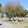 Angelus-Rosedale Cemetery