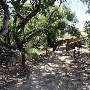 Canebrake Ecological Reserve - California Department of Fish and Wildlife (CDFW)