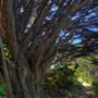 San Bruno Mountain State Park (SP)