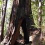 Butano State Park (SP)