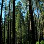 Calaveras Big Trees State Park (SP)