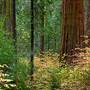 Calaveras Big Trees State Park (SP)