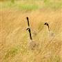 McLaughlin Eastshore State Park State Seashore (SP) - East Bay Regional Park District