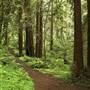 Forest of Nisene Marks State Park (SP), The