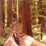 Grizzly Creek Redwoods State Park (SP)