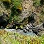 Russian Gulch State Park (SP) / Russian Gulch Bridge - Highway 1