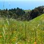 Mount Tamalpais State Park (SP)