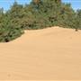 Heber Dunes State Vehicular Recreation Area (SVRA)