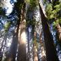 Grizzly Creek Redwoods State Park (SP)