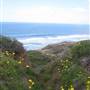 Torrey Pines State Natural Reserve (SNR)