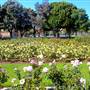 Exposition Park Rose Garden