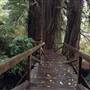 Prairie Creek Redwoods State Park (SP) within the Redwood National and State Parks