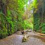 Prairie Creek Redwoods State Park (SP) within the Redwood National and State Parks