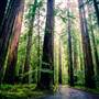 Humboldt Redwoods State Park (SP)