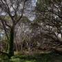 Los Osos Oaks State Natural Reserve (SNR)