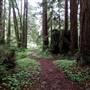 Forest of Nisene Marks State Park (SP), The