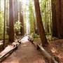 Armstrong Redwoods State Natural Reserve (SNR)